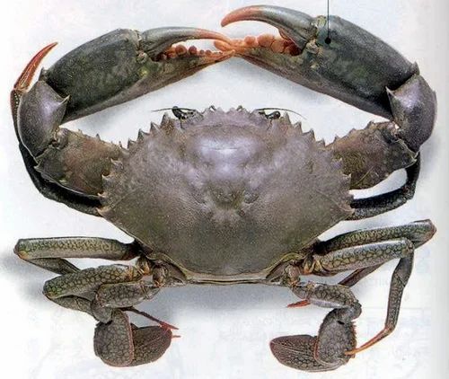 Crabs