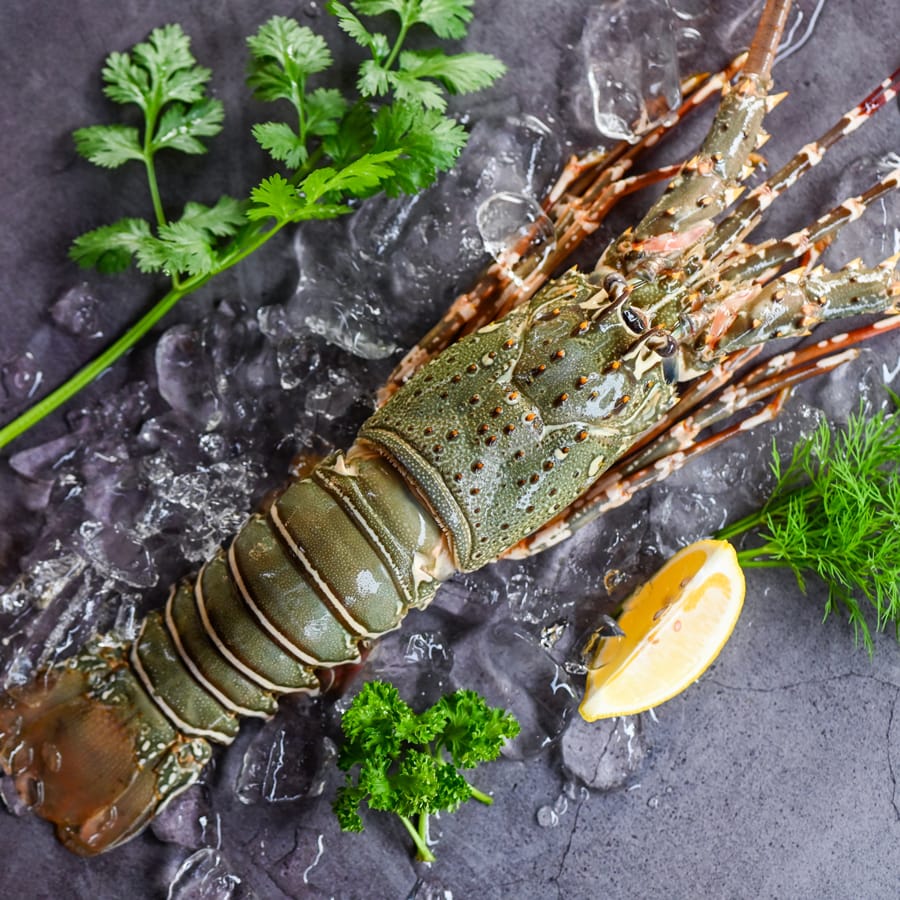 Lobster