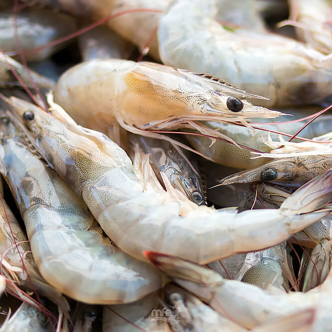 Shrimp Prawns