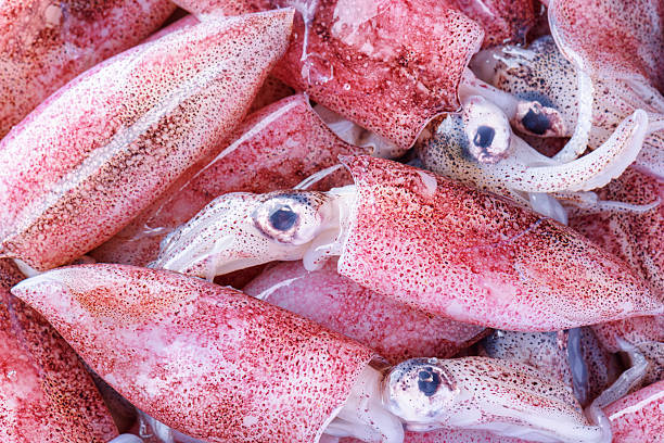 Small Calamari