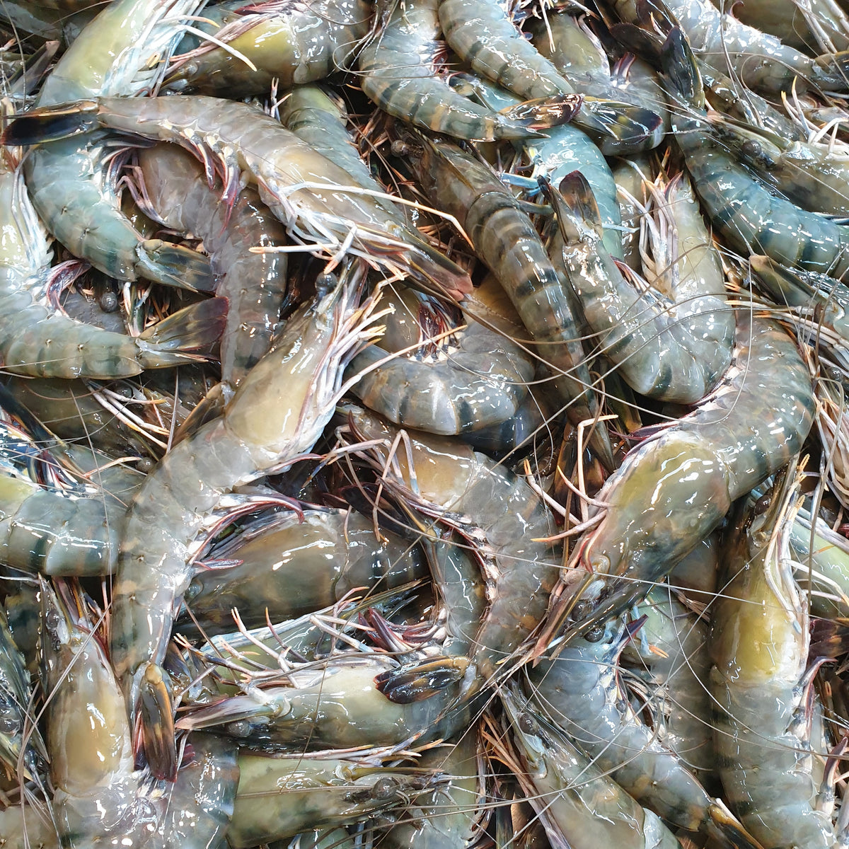 Tiger Prawns